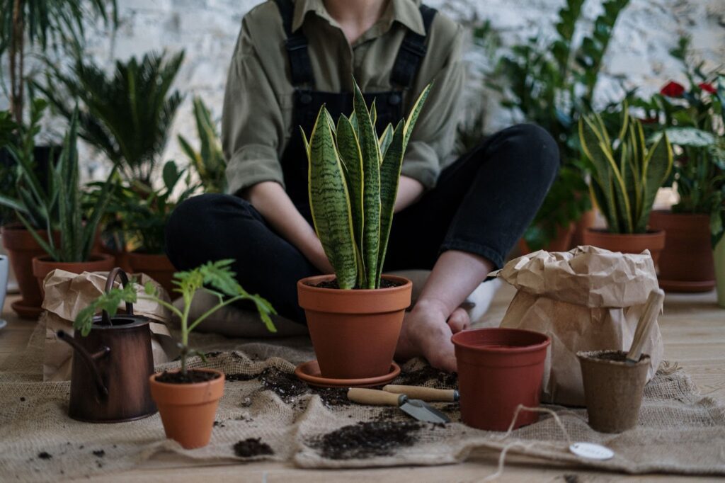 a person repotting plants for growth